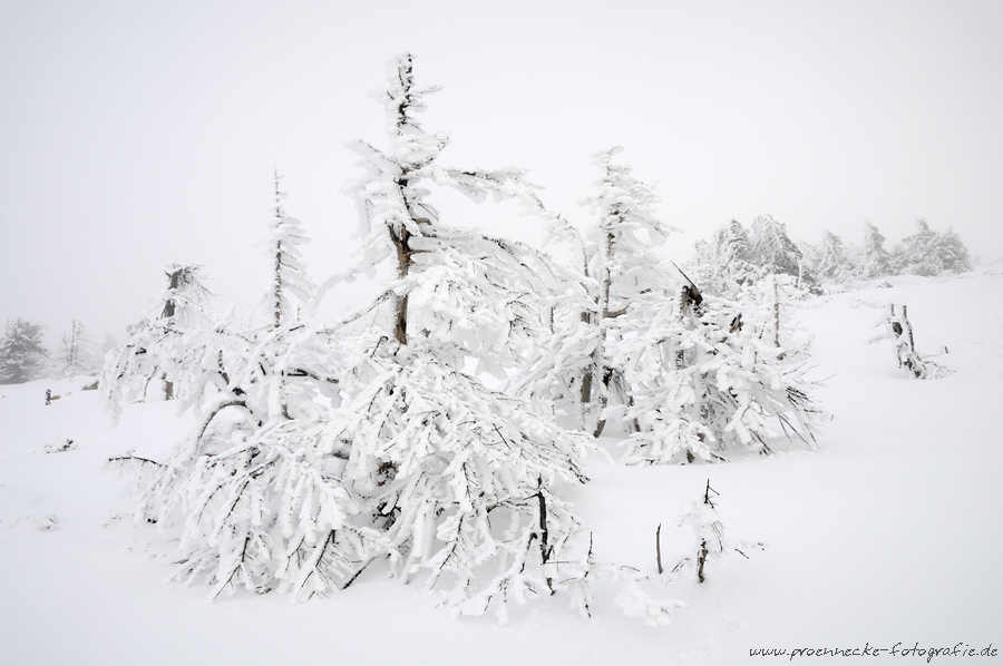 Winternebel