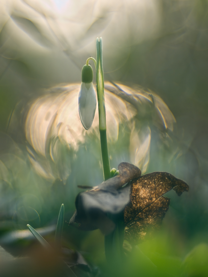 Galanthus surrealis