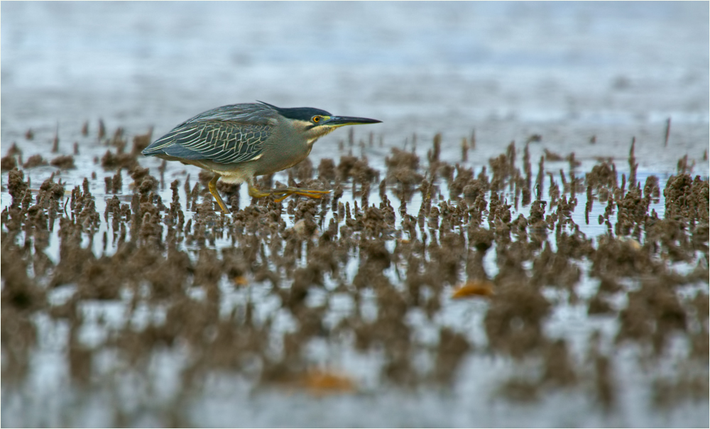 Little Heron