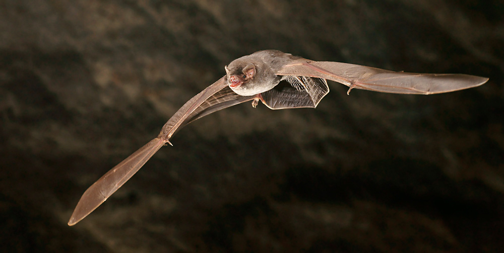 Die Langflügelfledermaus (Miniopterus schreibersi) ...