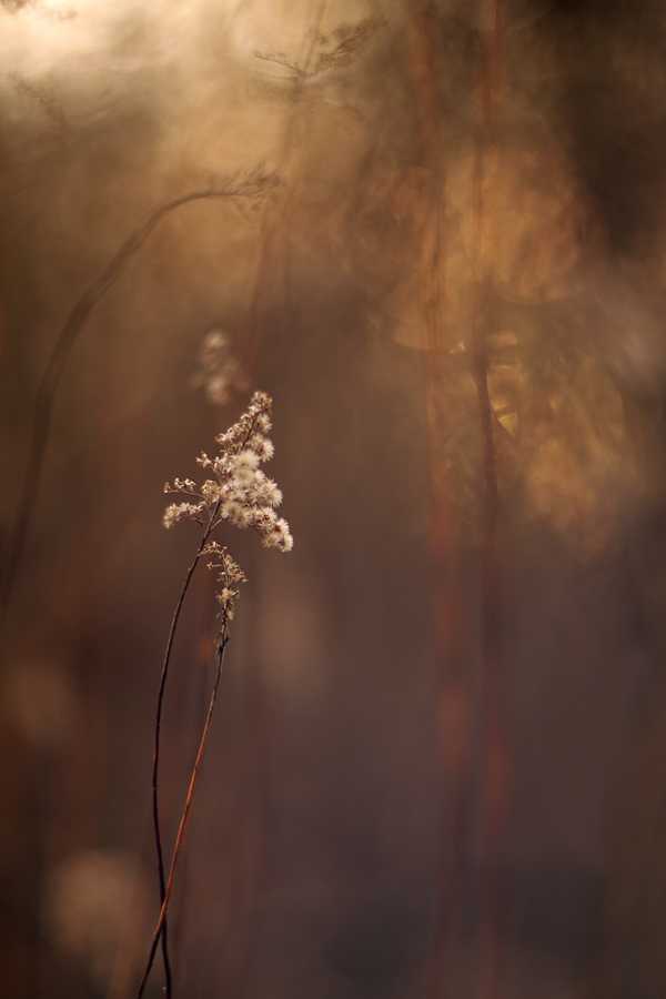 Licht , Schatten und Nebel