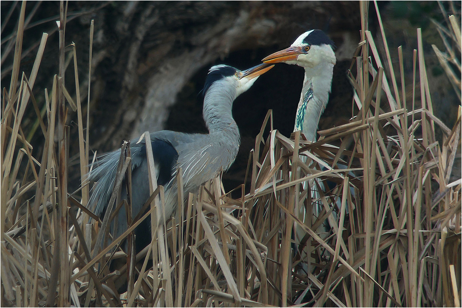 Tetè á téte (digiskopiert mit f = 3600mm)