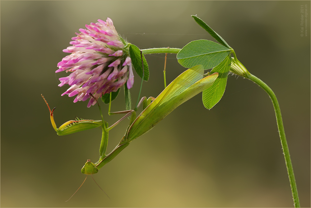 Mantis im Klee