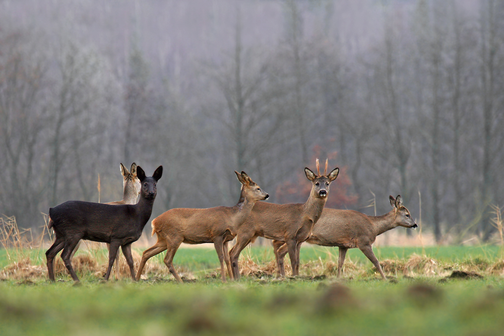 In jeder Familie gibts ein schwarzes Schaf