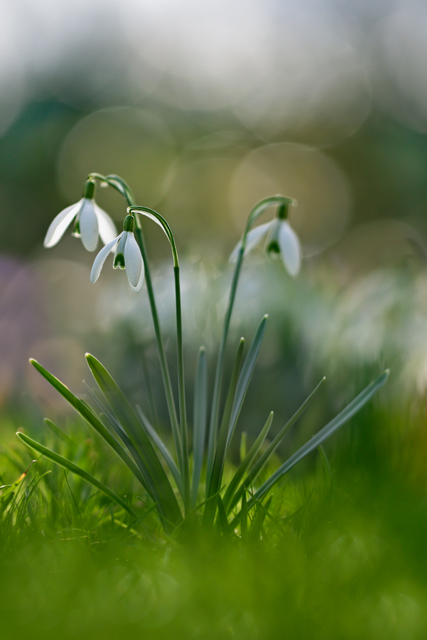 Ein Frühlingsgruß