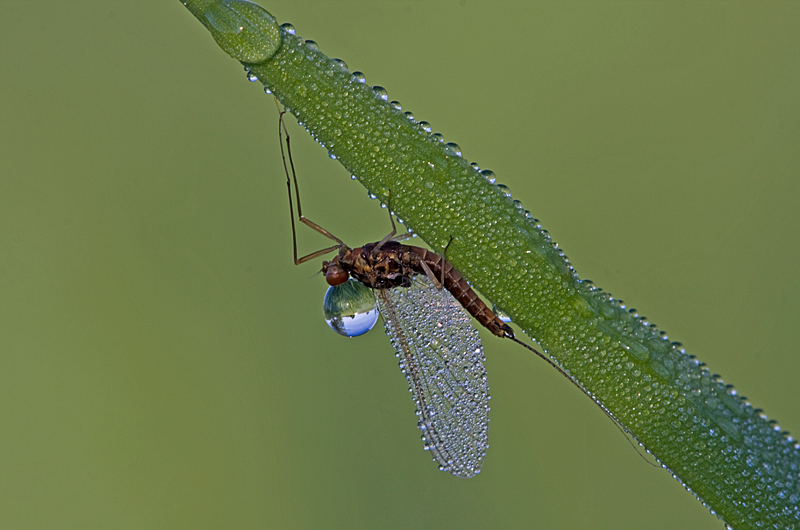 Wasserträgerin