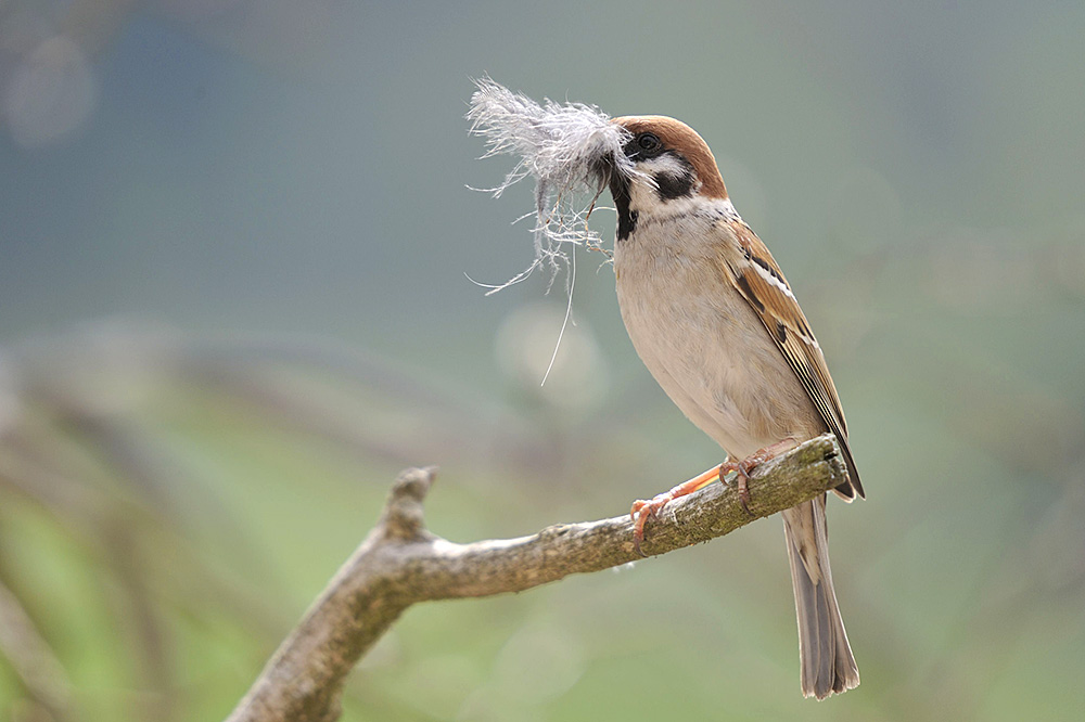 bauen wir ein Nest