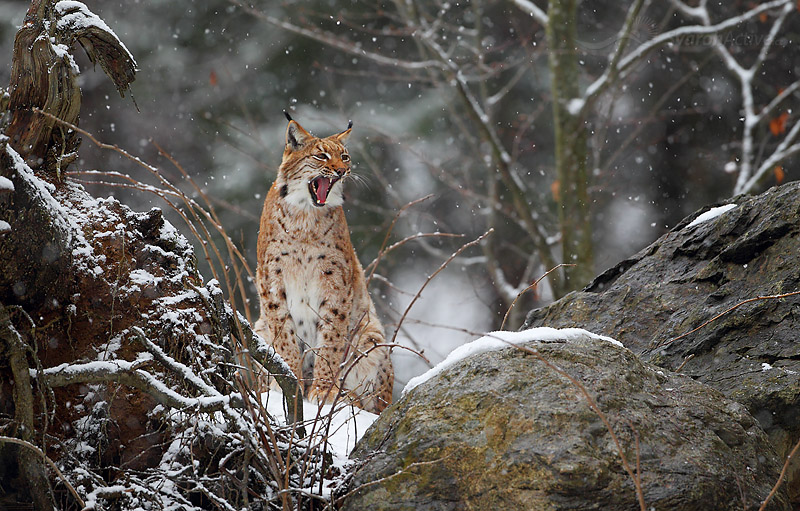 Luchs (Lynx lynx)