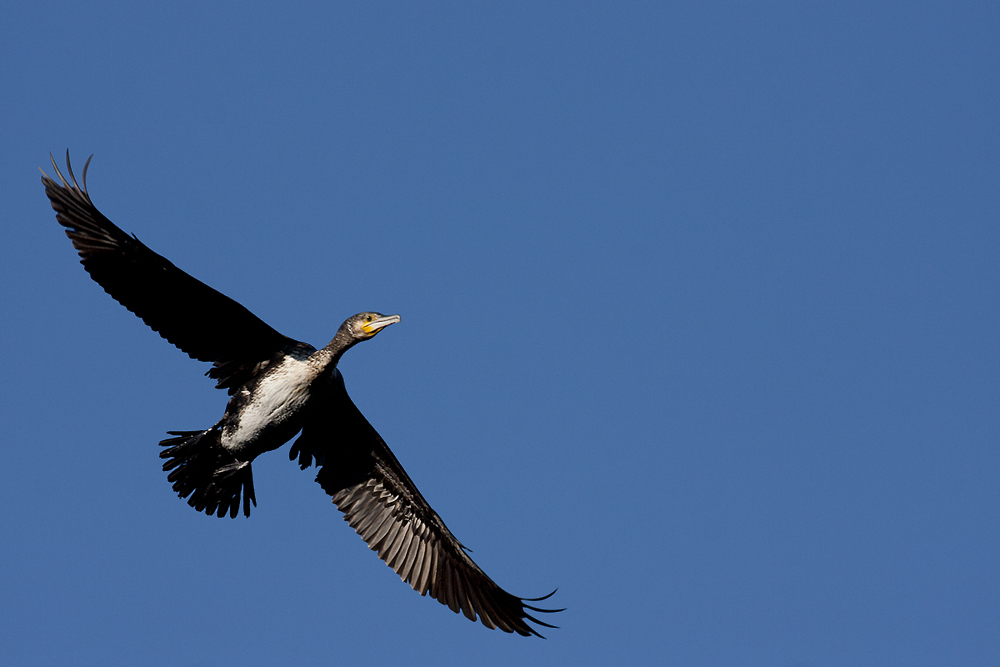 Kormoran im Flug