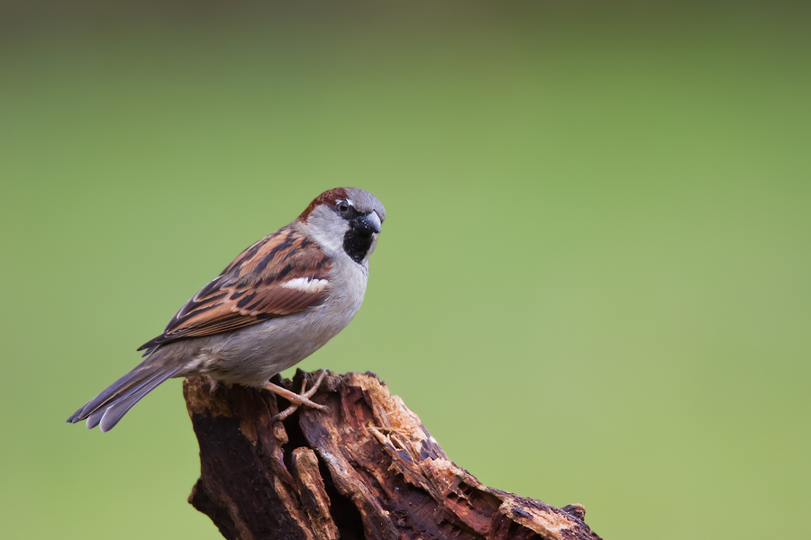 Haussperlingmännchen (Passer domesticus)