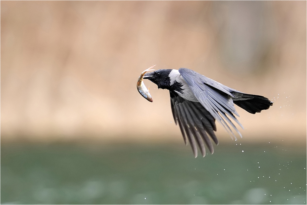 Schlaue Vögel