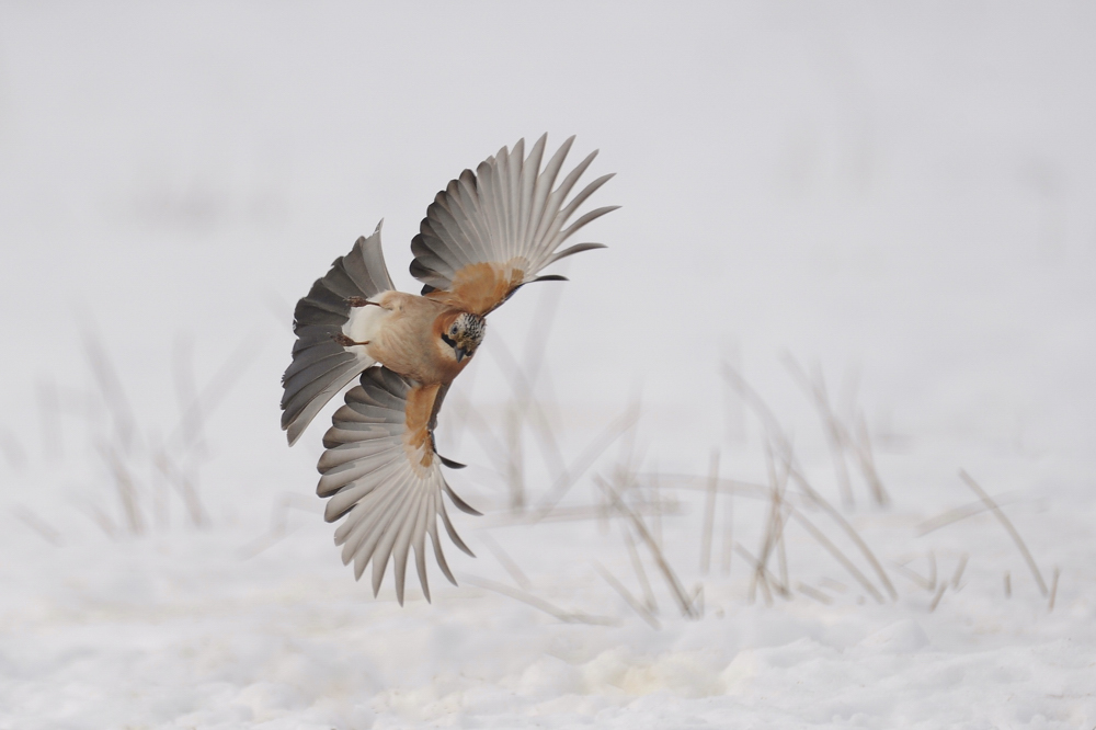 Der Flugakrobat