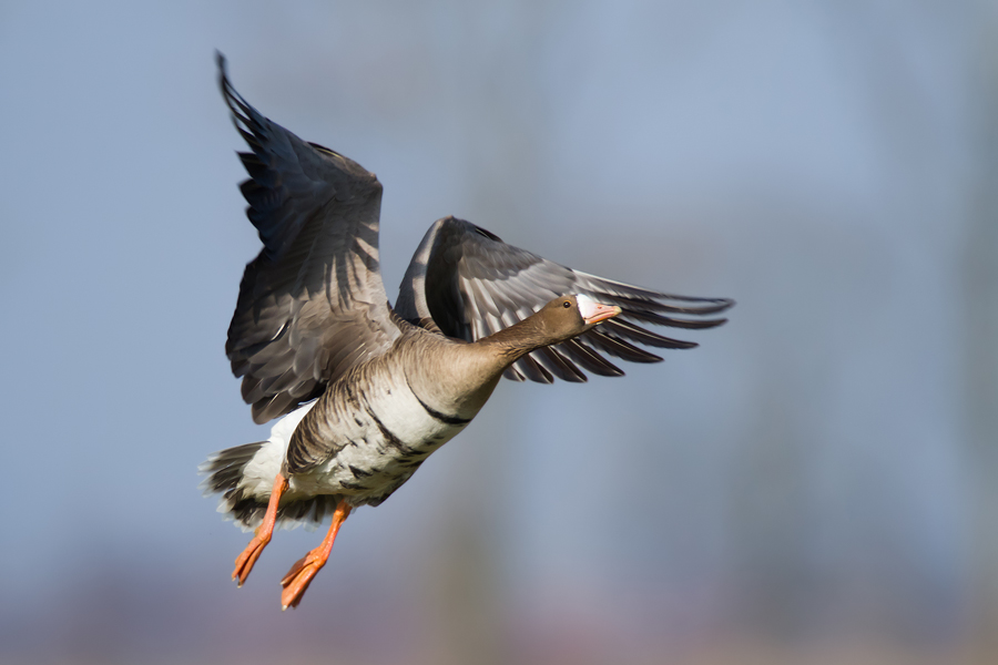 Blässgans (Anser albifrons) im Flug