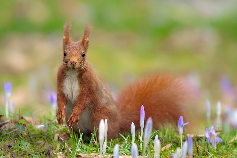 Psst... ich kann den Frühling hören ....