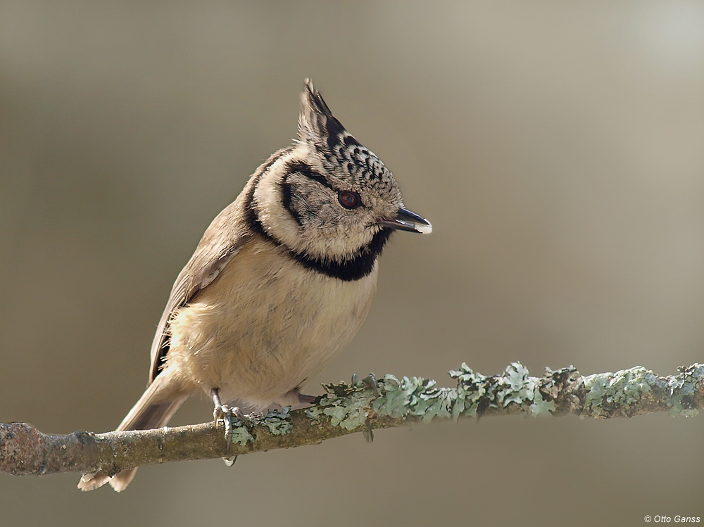 Haubenmeise, Parus cristatus