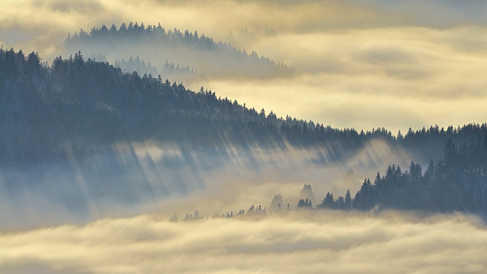 Nebelstimmung am Belchen II