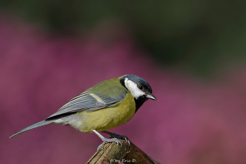 Purple  Parus Major