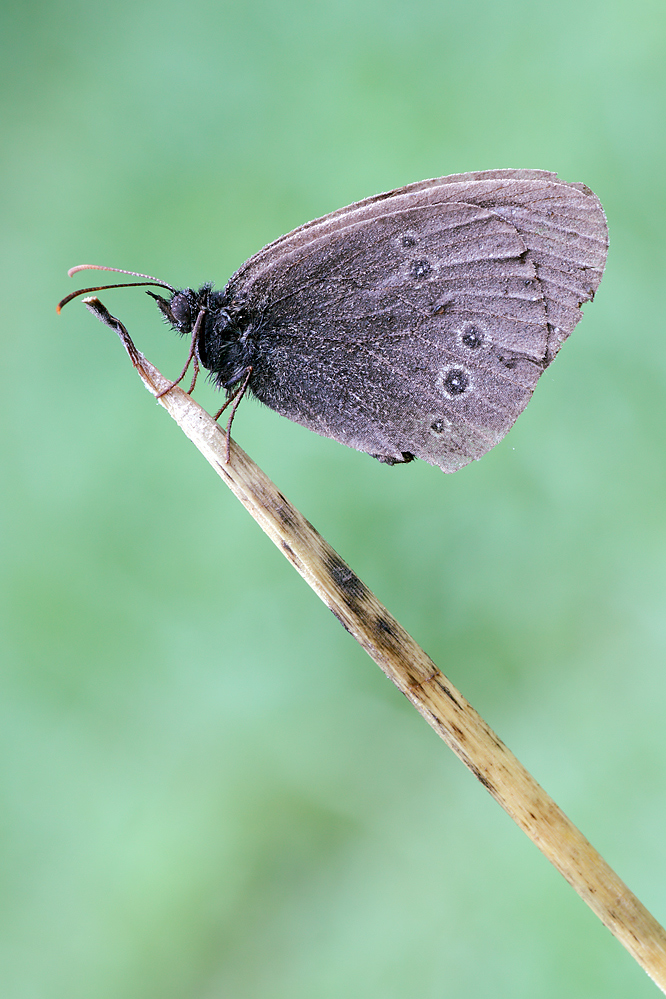 Schmetterling