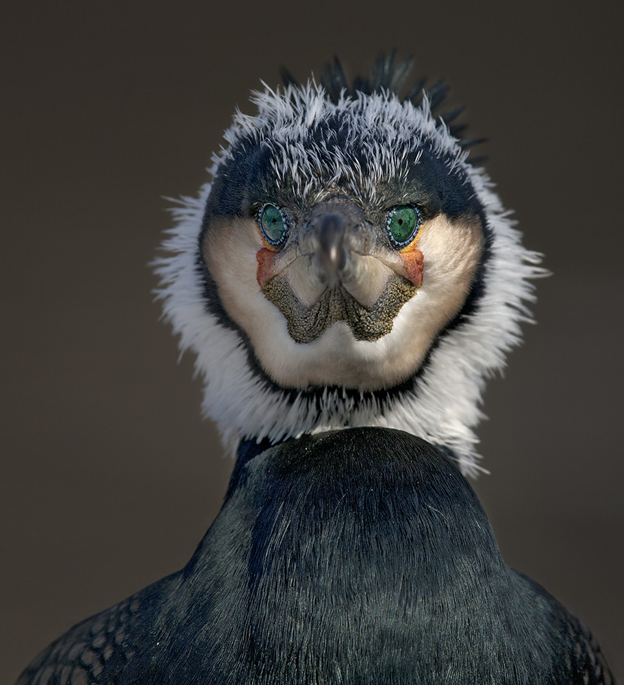 Kormoran