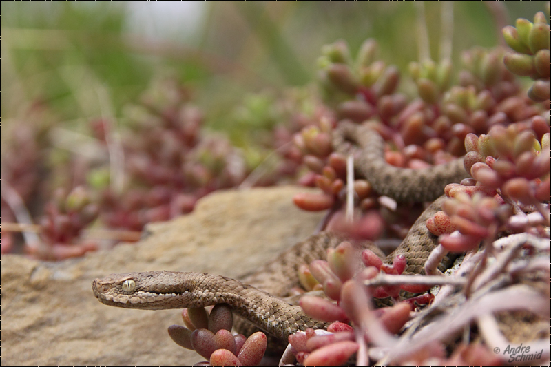 Vipera aspis