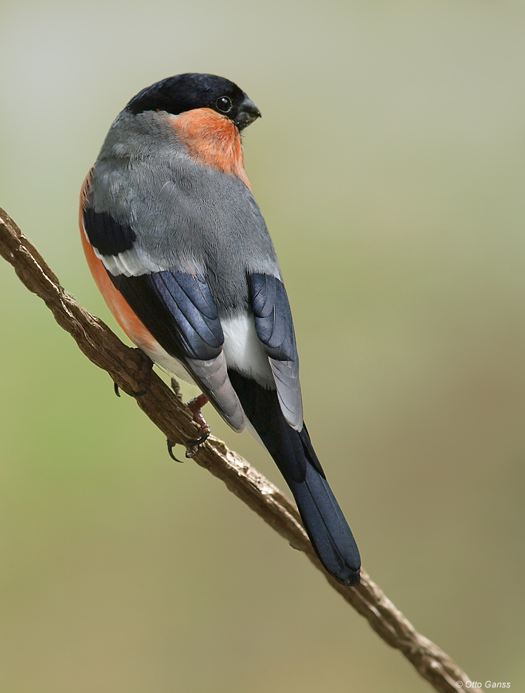 Dompfaff Männchen