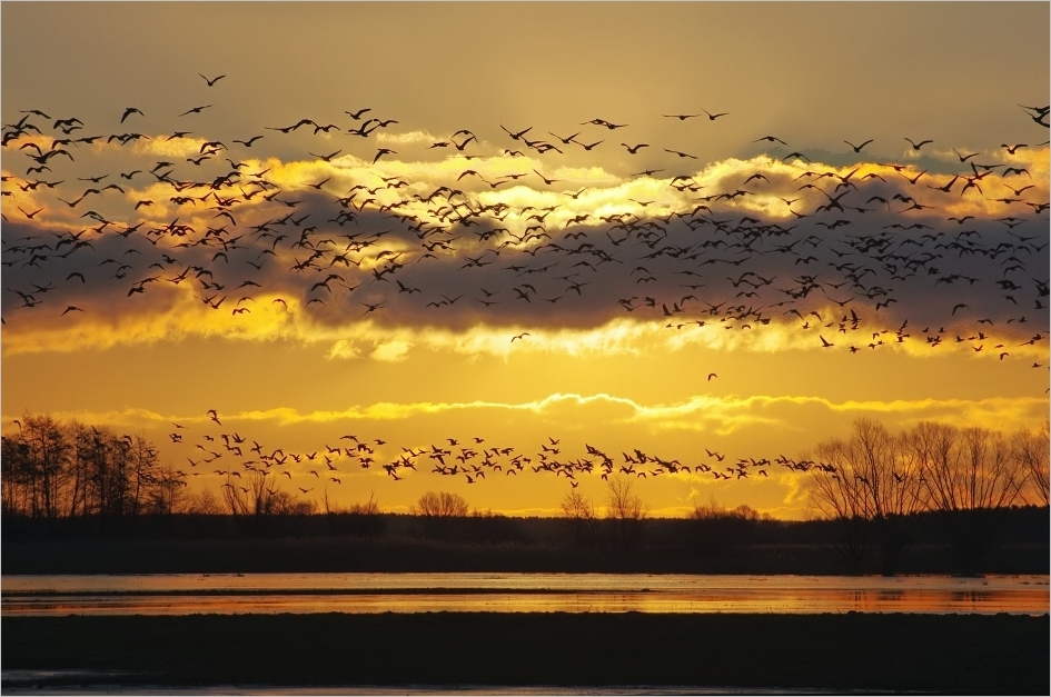 Sunrise and Nordic Geese