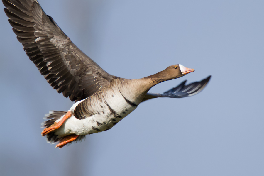 Blässgans (Anser albifrons) im Flug II