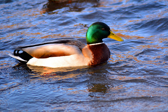 Ente
