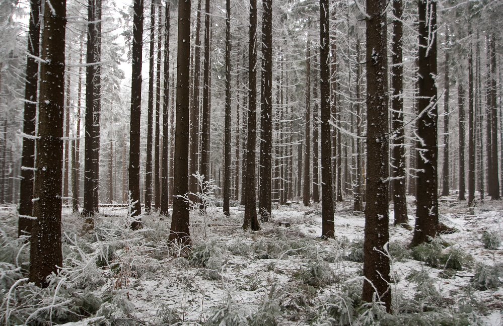 Winterwald