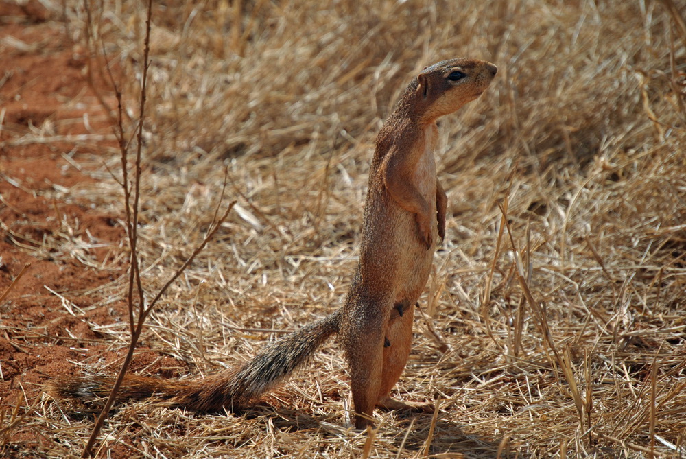 Sciuridae