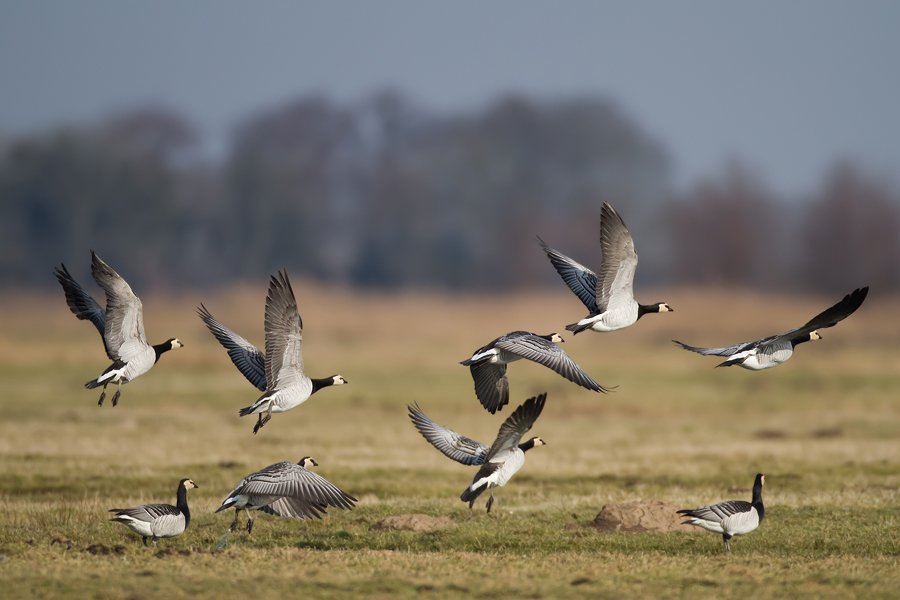 Weißwangengänse (Branta leucopsis)
