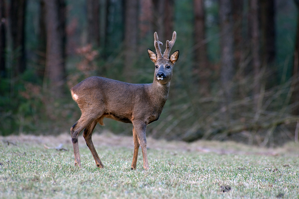 Alter Bock poppt junges Fickfleisch ordentlich flach Alter Bock poppt junges Fickfleisch ordentlich flach