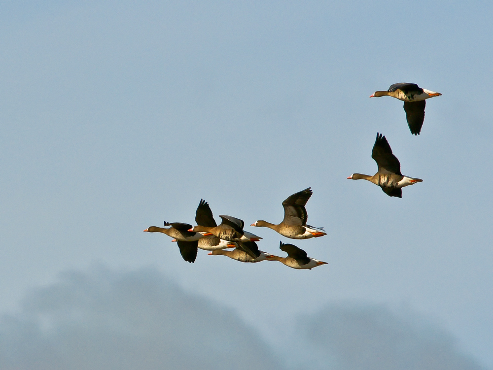 Gänseflug