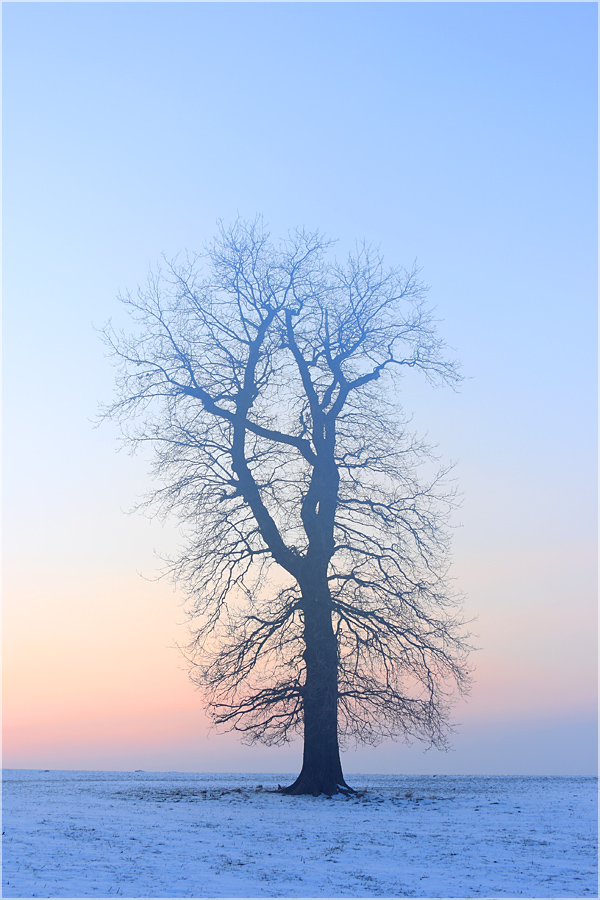 Abendbaum