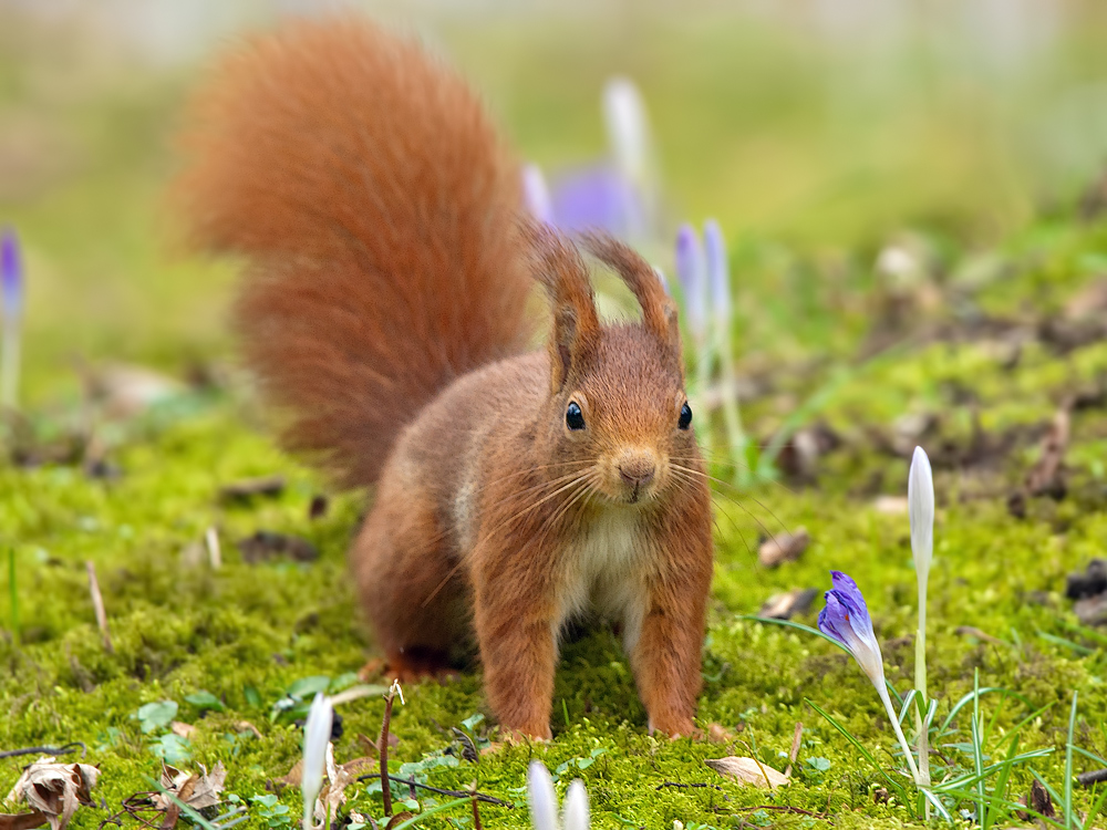 Noch ein Frühlingshörnchen
