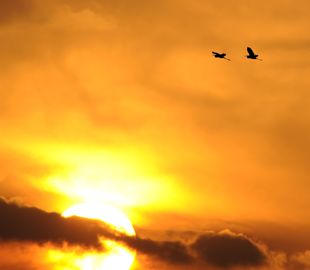 Silberreiher im Sonnenuntergang