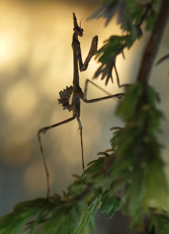 EMPUSA PENNATA