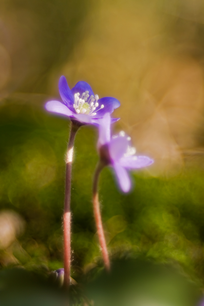 Soft-Leberblümchen