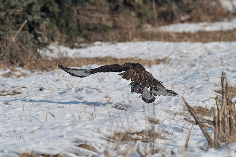Bussard schlägt Taube