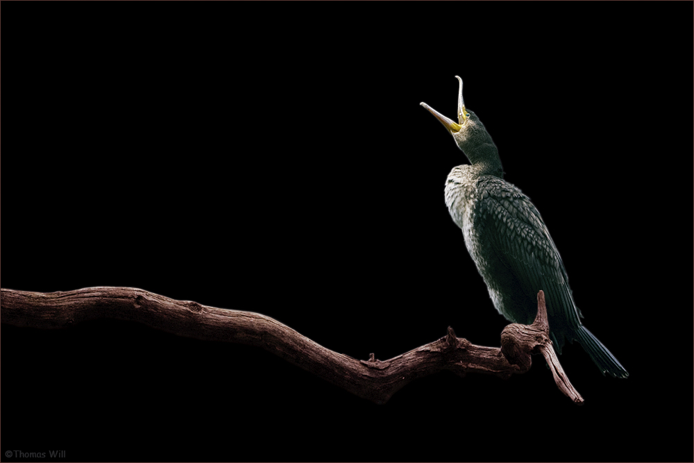 [ der Kormoran ]