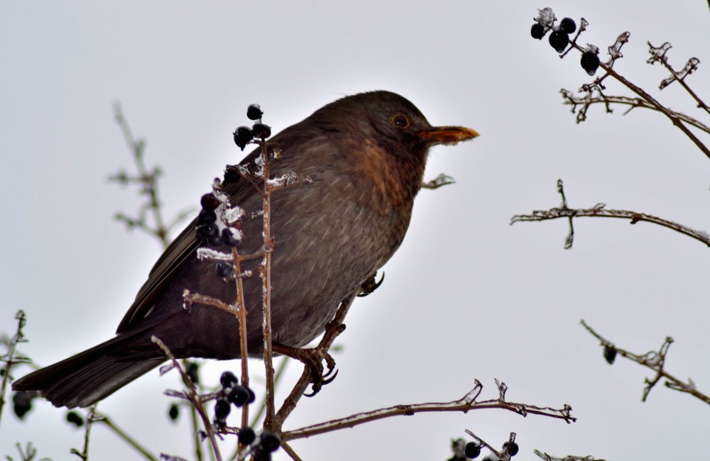 Amsel