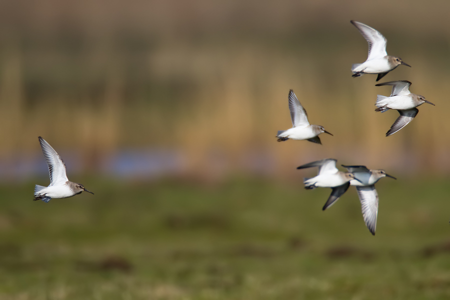 Zwergstrandläufer (Calidris minuta)  ?