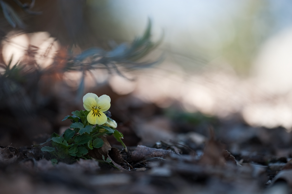 Wildes Stiefmütterchen (Viola tricolor)