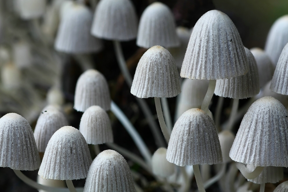 Gesäter Tintling (Coprinus disseminatus)