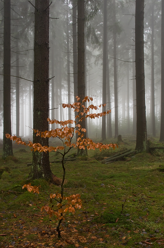 Kleine Buche im Fichtennebelwald