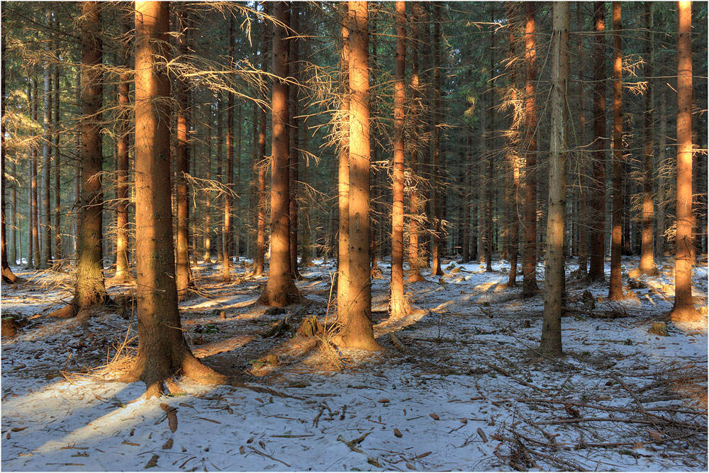 Waldmorgen