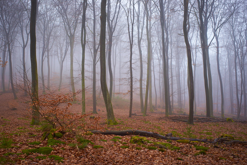Nebelwald