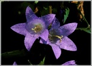 Nesselblättrige Glockenblume (Campanula trachelium), NSG Wutachschlucht, Baden Württemberg