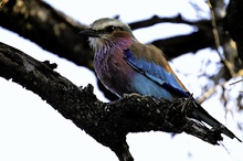 lilac breasted roller (Gabelracke) ND