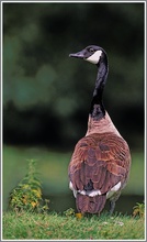 Kanadagans (Branta canadensis), NSG Ruhraue Mülheim/Ruhr